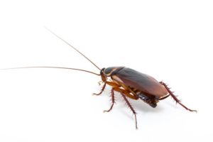 Cockroach in white background