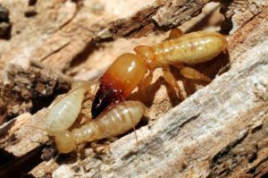 termite pest