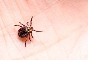 Tick Infestation — Barboursville, WV — PermaTreat Pest & Termite Control