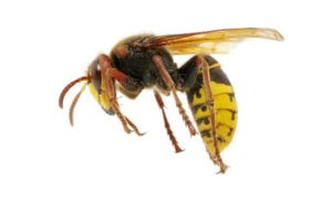 Hornet — Barboursville, WV — PermaTreat Pest & Termite Control