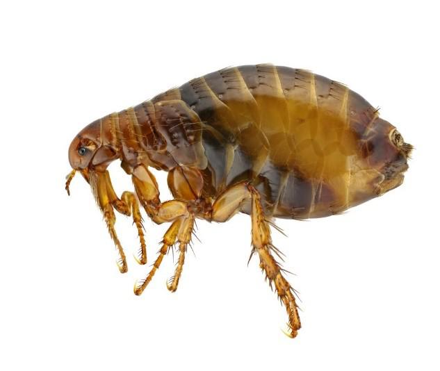 Flea Pest Control — Barboursville, WV — PermaTreat Pest & Termite Control